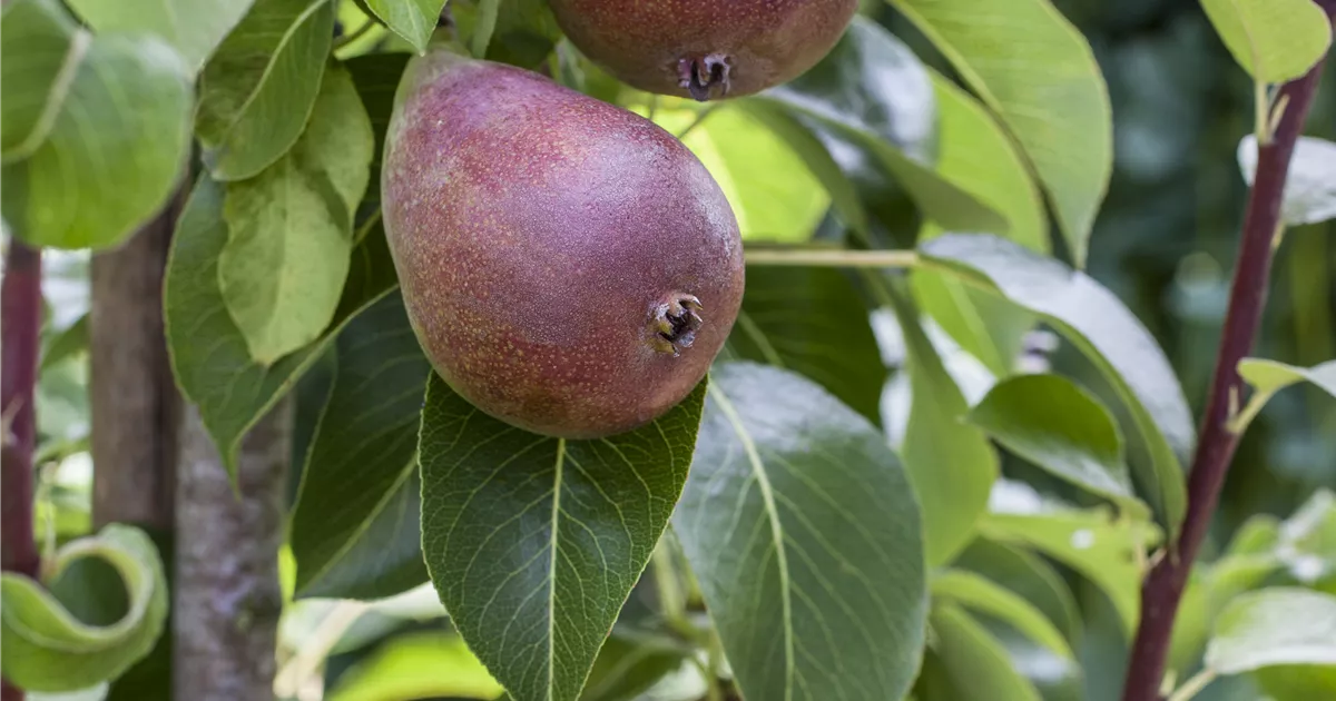 Pyrus Communis Rote Williams Christ