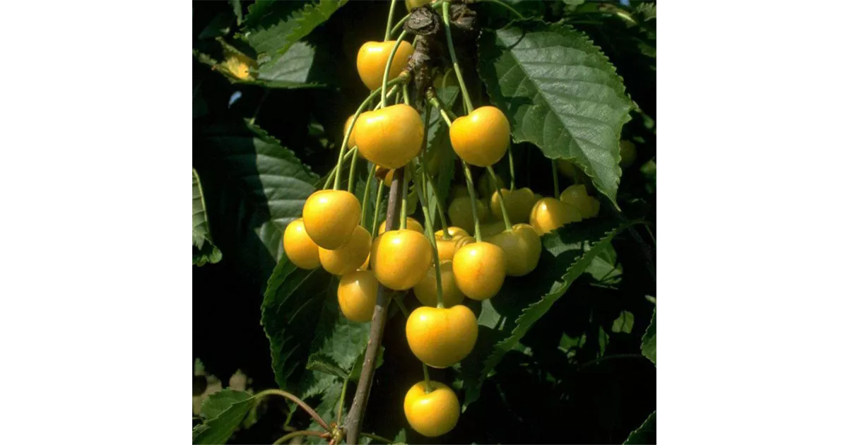 Prunus avium Knorpelkirsche\' \'Dönissens Gelbe