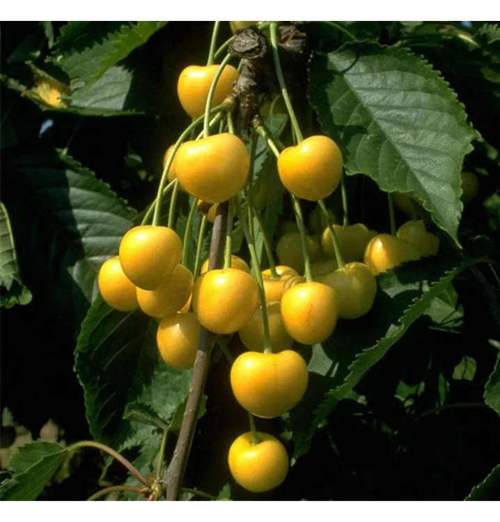 Gelbe Knorpelkirsche\' \'Dönissens Prunus avium