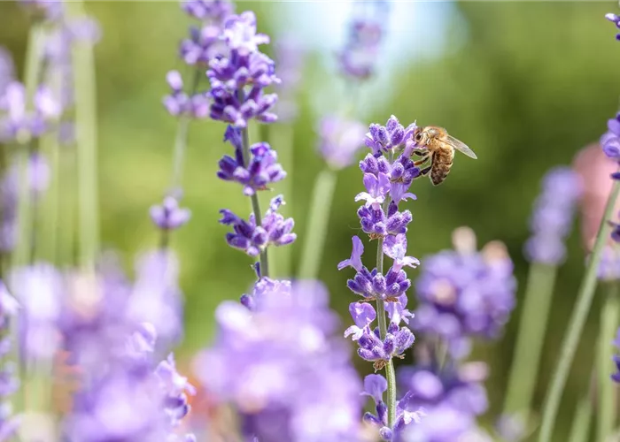 Bienenfreunde Bienenfreunde