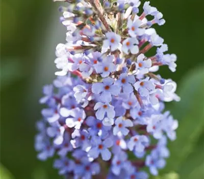 Buddleja BUZZ™ Buddleja BUZZ™