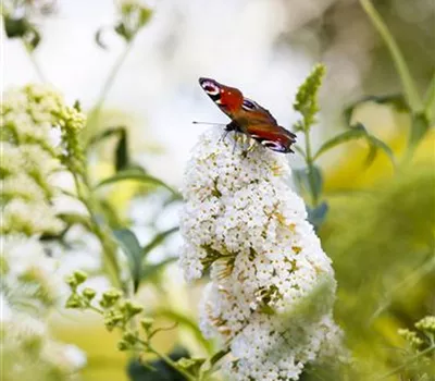 Buddleja davidii Buddleja davidii