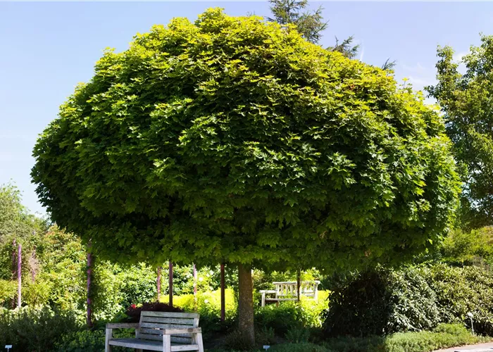 Haus- und Gartenbäume Haus- und Gartenbäume