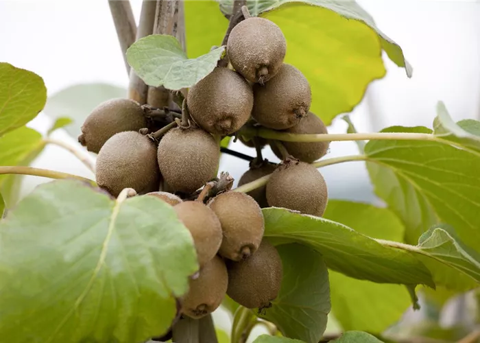 Obst Schlingpflanzen Obst Schlingpflanzen