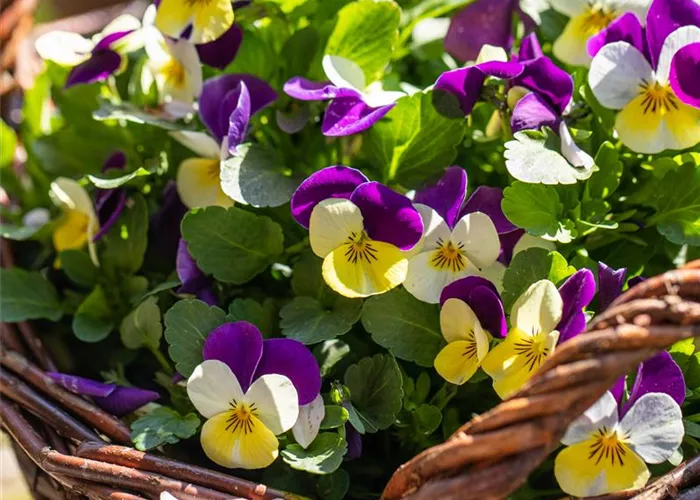 Frühlingsblüher Frühlingsblüher