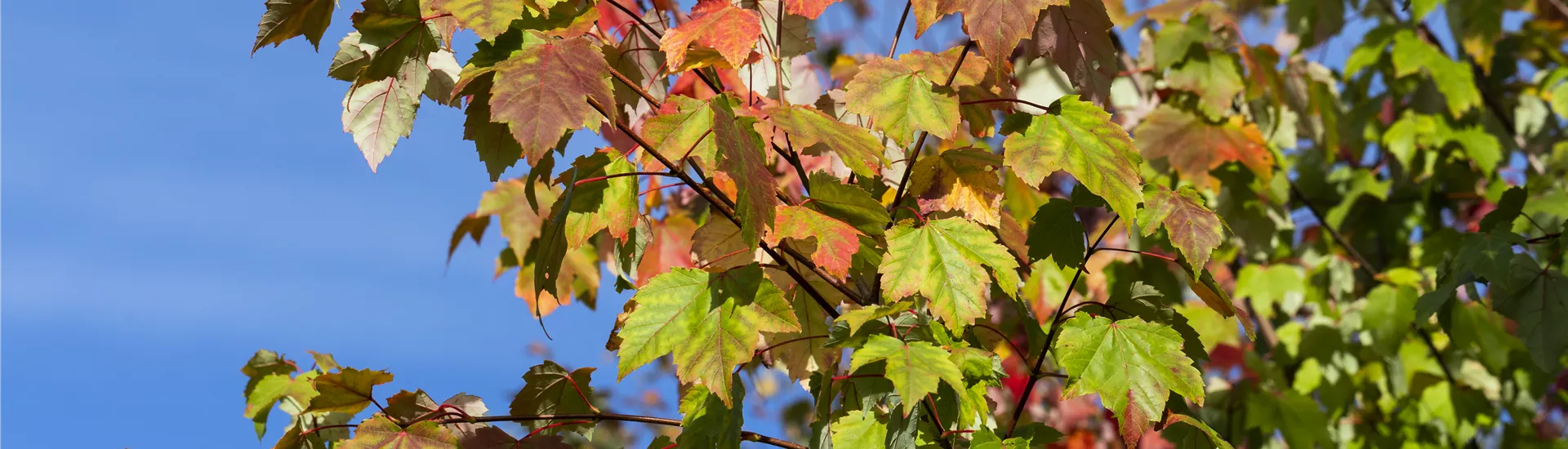 Acer rubrum Acer rubrum