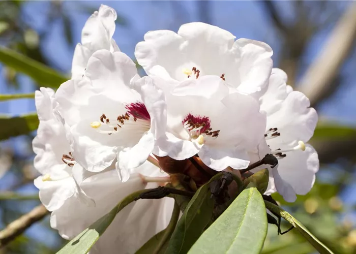 Rhododendron, Azaleen und Moorbeetpflanzen Rhododendron, Azaleen und Moorbeetpflanzen