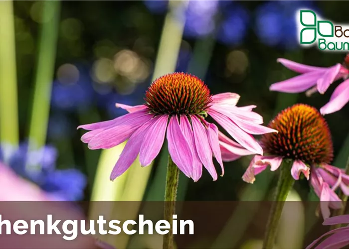 Info zur Gültigkeit der Gutscheine Info zur Gültigkeit der Gutscheine