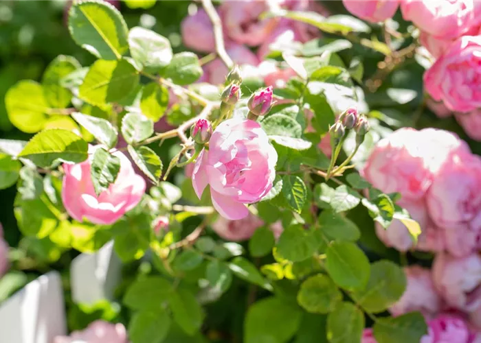 Bodendeckerrosen Bodendeckerrosen