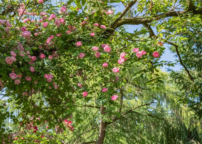 Ramblerrosen Ramblerrosen